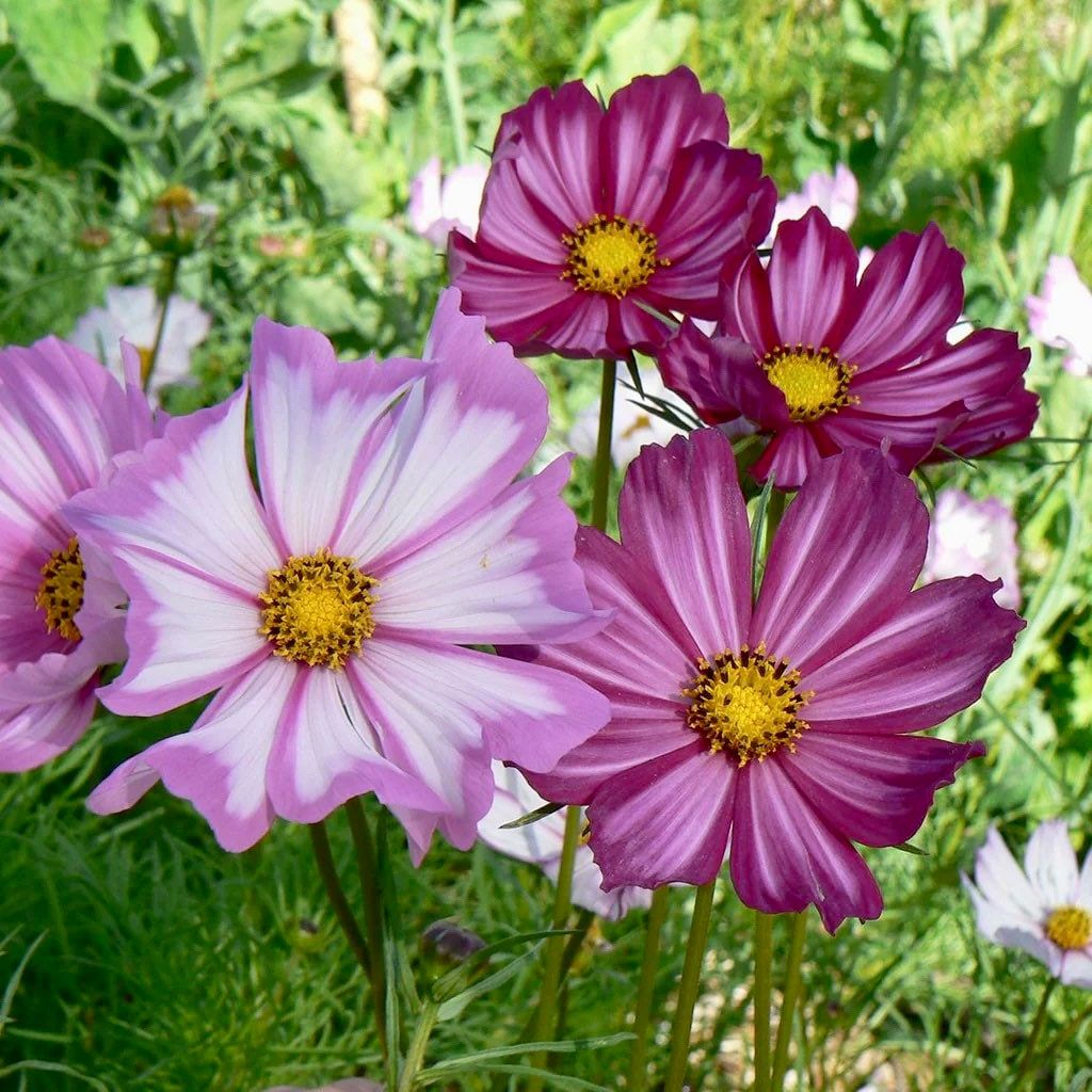 Picotee Cosmos Seeds ~ Cosmos ~ Cool Flowers ~ Grow Your Own ~ Butterflies ~ Bees ~ Annual ~ Summer ~ Spring ~ Bouquets