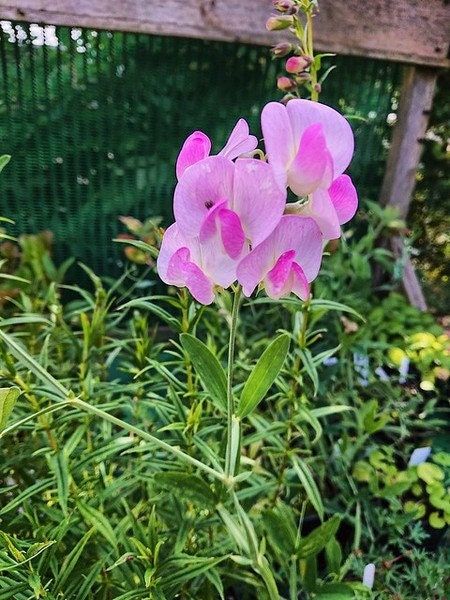 Lathyrus Chilensis Seeds ~ Rare ~ Rare Plants ~ Grow Your Own ~ Spring Flowers ~ Instead of Flowers ~ Presents