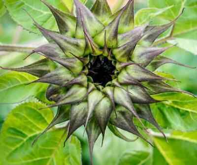 Purple Sunfill Sunflower Seeds ~ Pretty Flowers ~ Garden ~ Fall ~ Heirloom Seeds