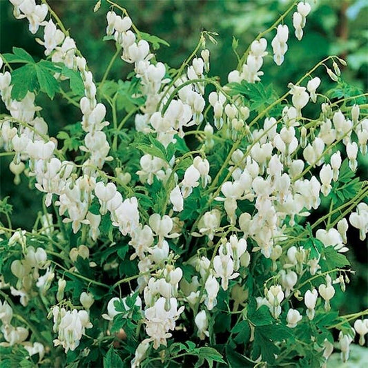 White Bleeding Heart Seeds ~ Dicentra Spectabilis ~ Flowers ~ Gifts ~ Grow Your Own ~ Spring Flowers