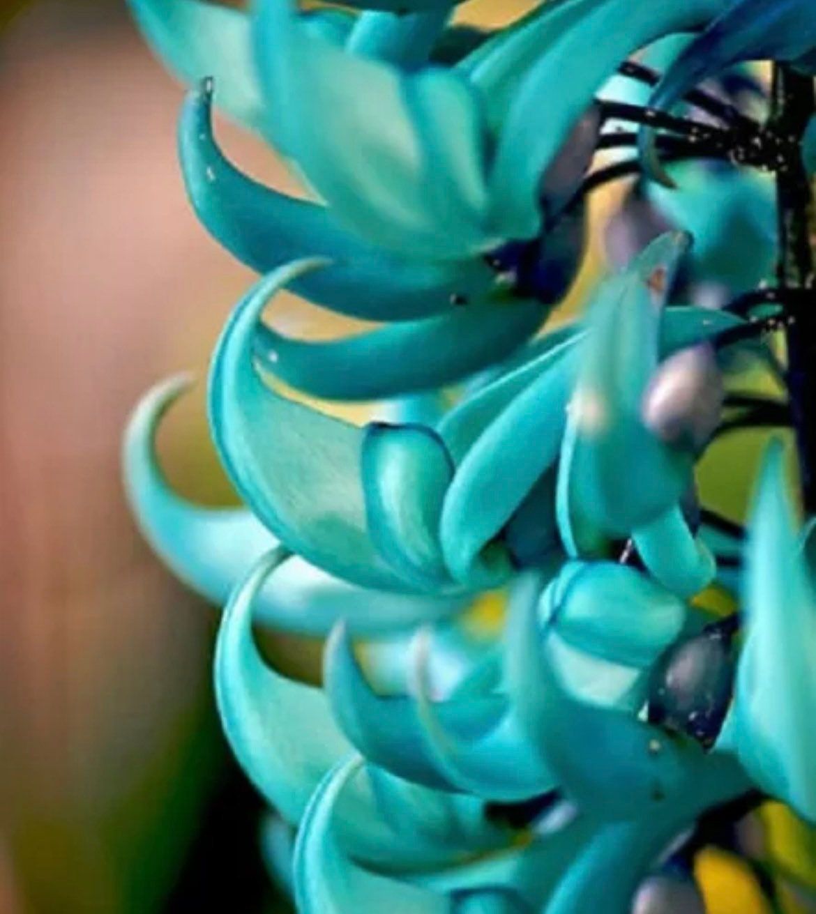 turquoise jade vine plant for sale Rare Jade Heirloom Jade Vine Seeds ~ Strongylodon Macrobotrys ~ Emeral – Your Plant Bitch