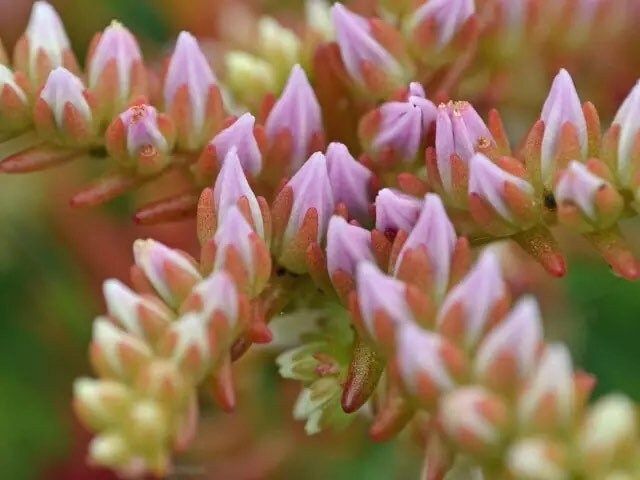 Sedum Pulchellum Seastar Seeds ~ Grow Your Own ~ Spring ~ Houseplants