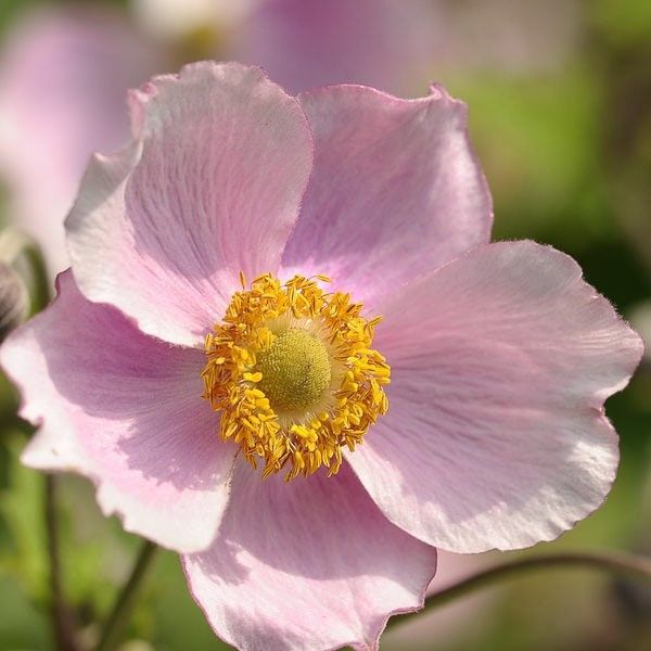 Pink Saucer Anemone Seeds ~ Cool Flowers ~ Rare ~ Wildflowers ~ Heirloom ~ Spring ~ Fresh Cut Flowers ~ Bouquets ~ Grow Flowers ~ Garden