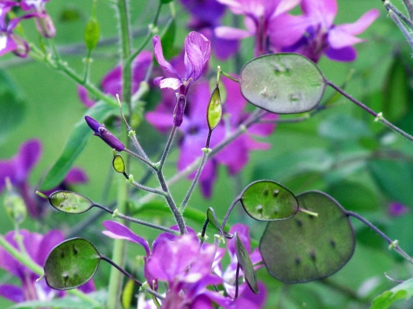 Money Plant Seeds ~ Lunaria Annua Violet ~ Grow Your Own ~ Spring Flowers ~ Instead of Flowers