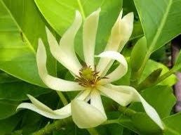michelia alba flower seeds Michelia Alba Seeds ~ Usual Flowers ~ Exotic Flower