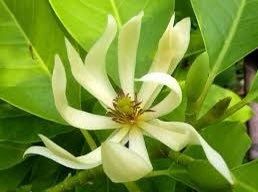 Michelia Alba Seeds ~ Usual Flowers ~ Exotic Flower