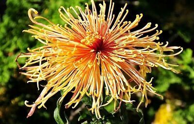 Japanese Spider Chrysanthemums Seeds ~ Garden ~ Pretty Flowers ~ Japan ~ Exotic