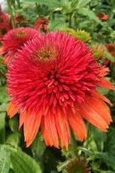 Double Orange Coneflower Seeds ~ Echinacea Hybrid ~ Flowering Plant ~ Unusual Flowers ~ Flower ~ Growing Flowers ~ Garden ~ Plant