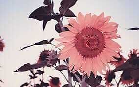 strawberry pink sunflower seeds Pink Sunflower Seeds ~ Helianthus Annuus ~ Strawberry Blonde ~ Pretty – Your Plant Bitch