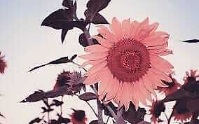 Pink Sunflower Seeds ~ Helianthus Annuus ~ Strawberry Blonde ~ Pretty Flowers ~