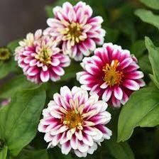 Zahara Double Raspberry Ripple Zinnia Seeds ~ Flower Seeds ~ Plants ~ Garden ~ Grow Your Own ~ Spring Flowers ~ Instead of Flowers ~ Flowers