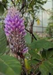 Uraria Crinita ~ Asian Foxtail ~ Exotic ~ Pretty Flowers ~ Green Thumb ~ Flowers