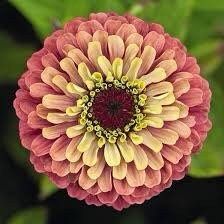 Zinnia “Queen Lime Red” Seeds ~ Flowers ~ Butterflies Love ~ Non-GMO Seeds ~ Cool Flowers ~ Rare