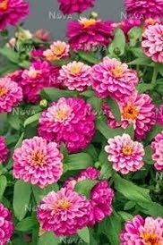 Zinnia “Zahara Double Raspberry Ripple” Seeds ~ Flower Seeds ~ Plants ~ Garden ~ Grow Your Own ~ Spring Flower ~ Instead of Flowers ~ Flower