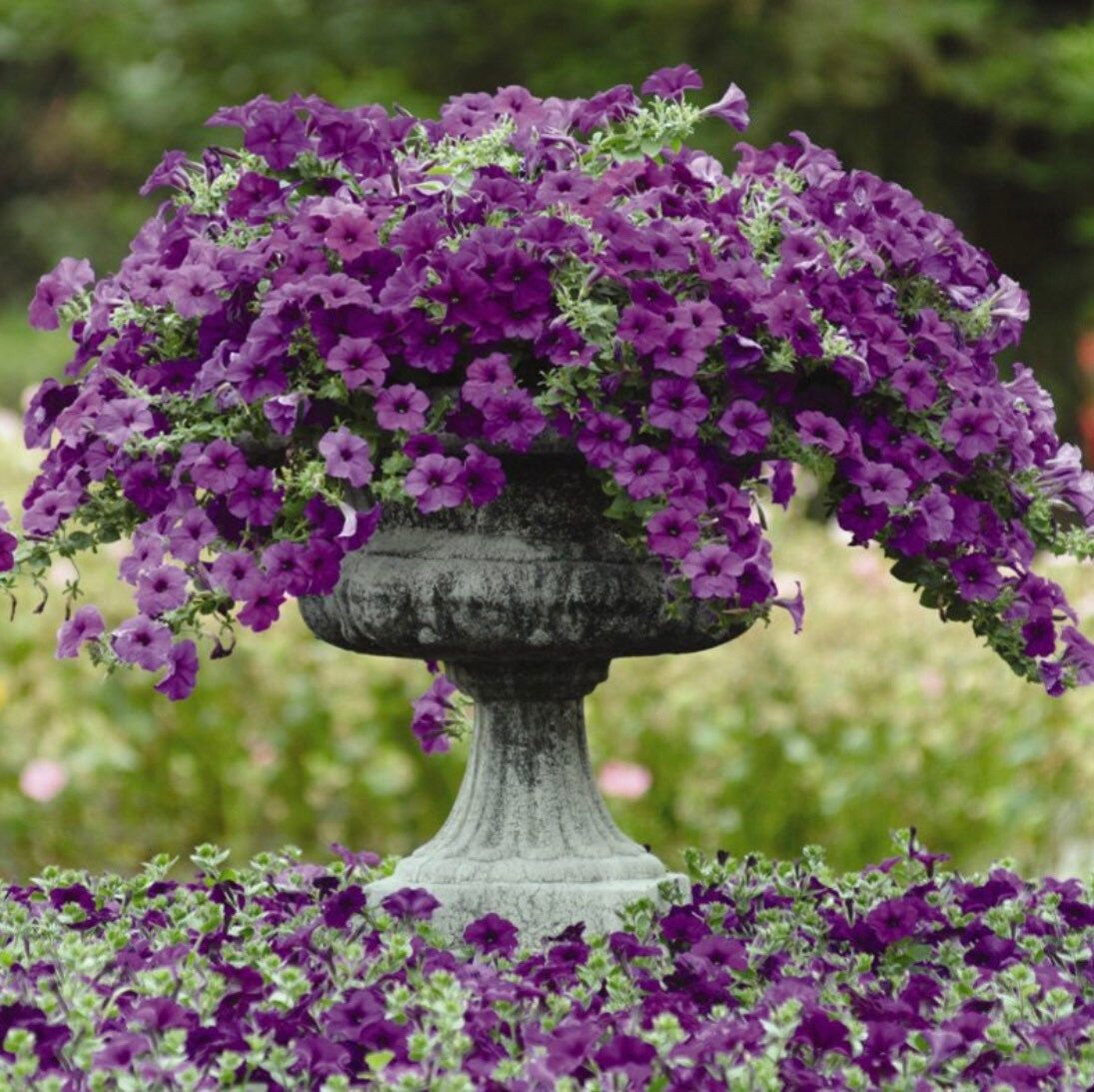 Easy Wave Spreading Petunia Seeds ~ Petunia x Hybrida Blue ~ Spring Flowers ~ Instead of Flowers ~ Flowers ~ Blue ~ Pretty ~ Lovely ~ Flower