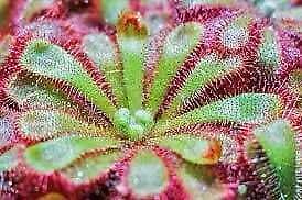 Drosera Intermedia Starter Grow Kit ~ Spoonleaf Sundews ~ Carnivorous Plants ~