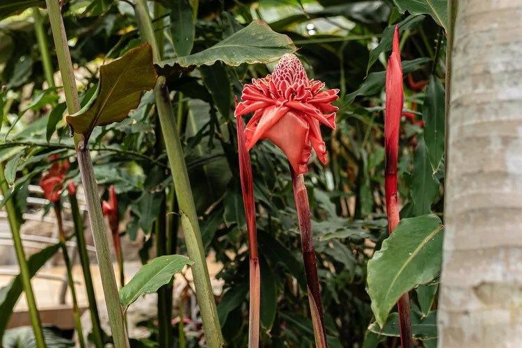 Torch Ginger Seeds ~ Etlingera Elatior ~ Plants ~ Garden ~ Grow Your Own ~ Spring Flowers ~ Instead of Flowers ~ Flowers