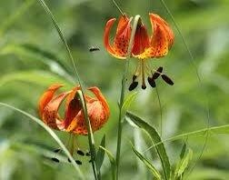 Michigan Lily Seeds ~ Lilium Michiganense ~ Turk’s Cap Lily ~ Unique Seeds