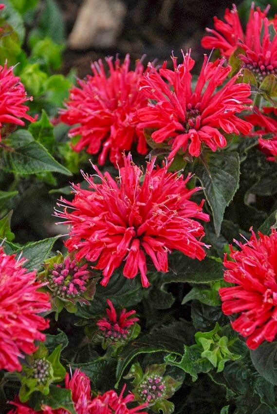 Scarlet Bee Balm Seeds ~ Monarda Didyma ~ Bees ~ Spring Time ~ Grow Your Own ~ Spring ~ Flowers