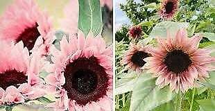 Pink Sunflower Seeds ~ Helianthus Annuus ~ Strawberry Blonde ~ Pretty Flowers ~