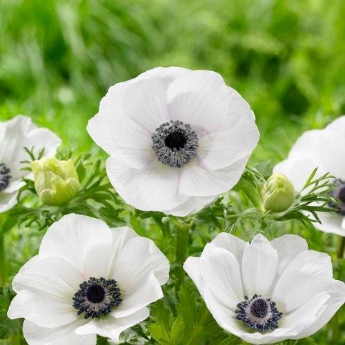white anemone flower seeds Japanese Anemone Seeds ~ Anemone Hupehensis ~ Marianne Panda ~ Wildflowers ~ Heirloom ~ Bouquet ~ Fresh Cut Flowers ~ Wedding ~ Floral