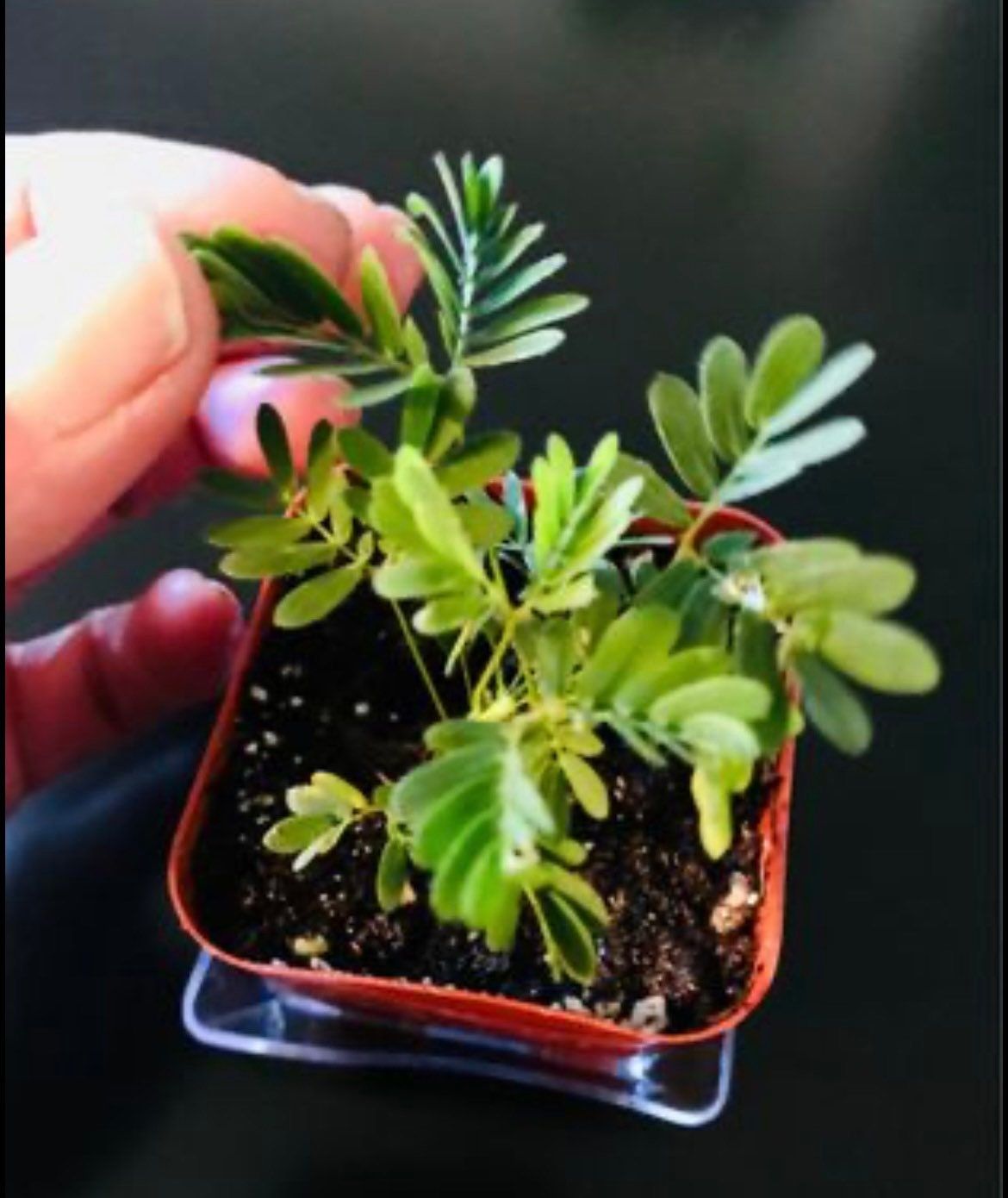 RARE Baby Mimosa Pudica Plant~Touch-Me-NOT Plant~Sleepy Plant~Sensitive Plant~Action Plant~Zombie Plant