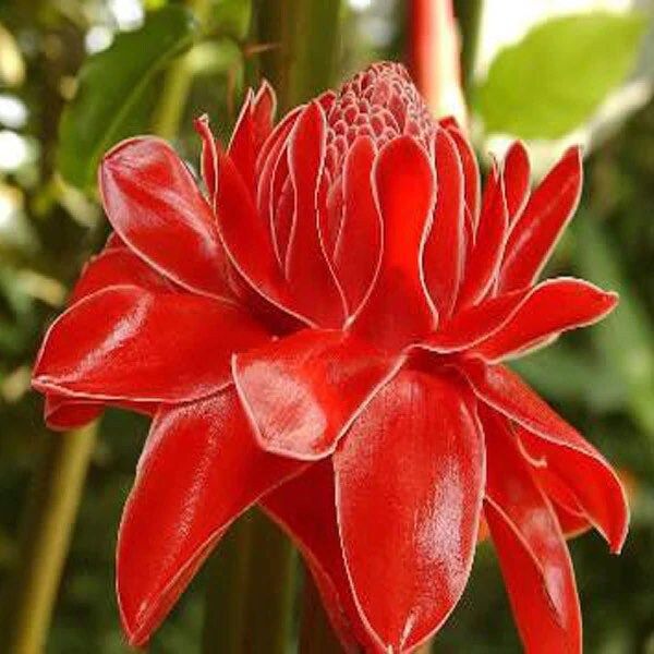 Torch Ginger Seeds ~ Etlingera Elatior ~ Plants ~ Garden ~ Grow Your Own ~ Spring Flowers ~ Instead of Flowers ~ Flowers