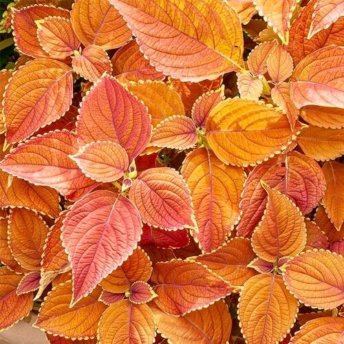 Orange Coleus Seeds ~ Plants ~ Garden ~ Grow Your Own ~ Spring Flowers ~ Instead of Flowers ~ Houseplants ~ Houseplant