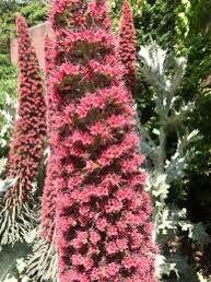 Tower of Jewels Flower Seeds ~ Echium Wildpretii ~ Snake Head ~ Unique ~ Rare ~ Exotic ~ Garden ~ Grow Your Own ~ Plant