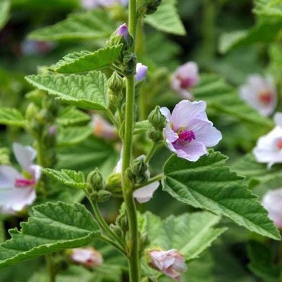 Althaea Officinalis Seeds ~ The Marsh Mallow ~ Marshmallow ~ Instead of Flowers