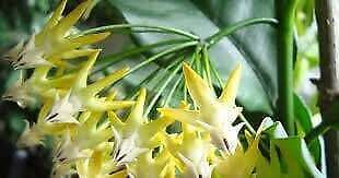 Rocket Hoya Seeds ~ Shooting Stars ~ Exotic Flowers ~ Unique Plants ~ Hoyas ~