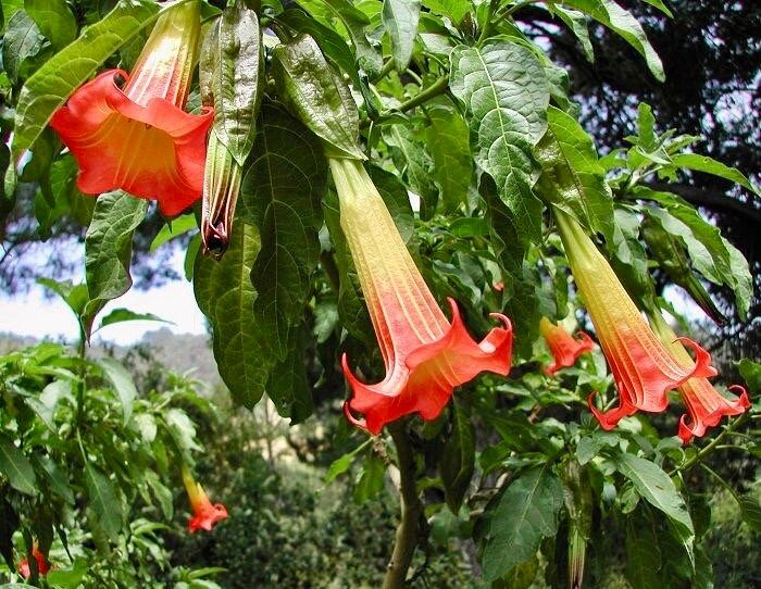 Scarlet Angel’s Trumpet Vine Seeds ~ Brugmansia Sanguinea ~ Trumpet Creeper ~ Fresh Seeds ~ Blooms ~ Flowers ~ Instead of Flowers ~ Red