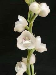 Holy Ghost Orchid Seeds ~ Peristeria Elata ~ Dove Orchid ~ Usual Flowers ~ Exotic Flower ~ Unique Flowers ~ Funky Plants