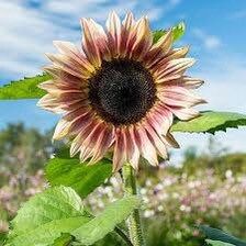 Plum Sunflower Seeds ~ Helianthus Annuus ~ Pretty Flowers ~ Garden ~ Fall ~ Heirloom Seeds ~ Autumn ~ Bouquets