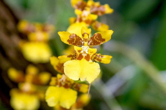 Phalaenopsis Butterfly Orchid Seeds ~ Exotic ~ Grow Your Own ~ Orchids ~ Butterfly ~ Flowers