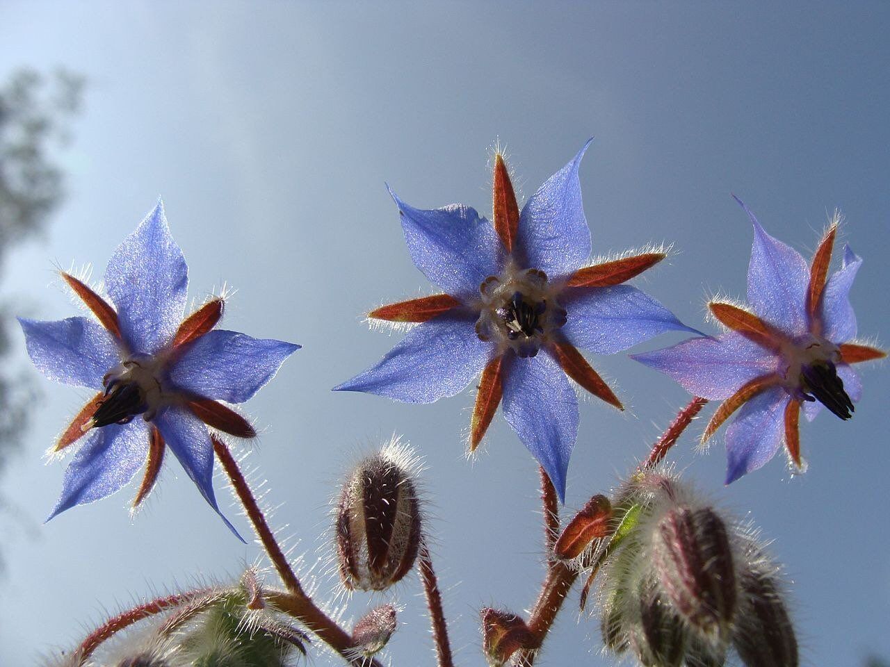 Blue Borage Seeds ~ Starflower ~ Plants ~ Garden ~ Grow Your Own ~ Spring Flowers ~ Heirloom Seeds