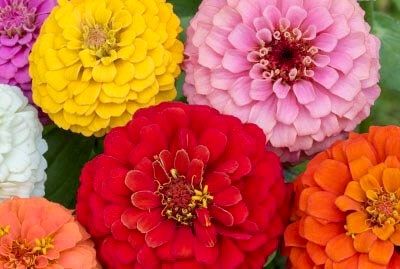 Zinnia California Giants Seeds ~ Flower Seeds ~ Plants ~ Garden ~ Grow Your Own ~ Spring Flowers ~ Instead of Flowers ~ Flowers