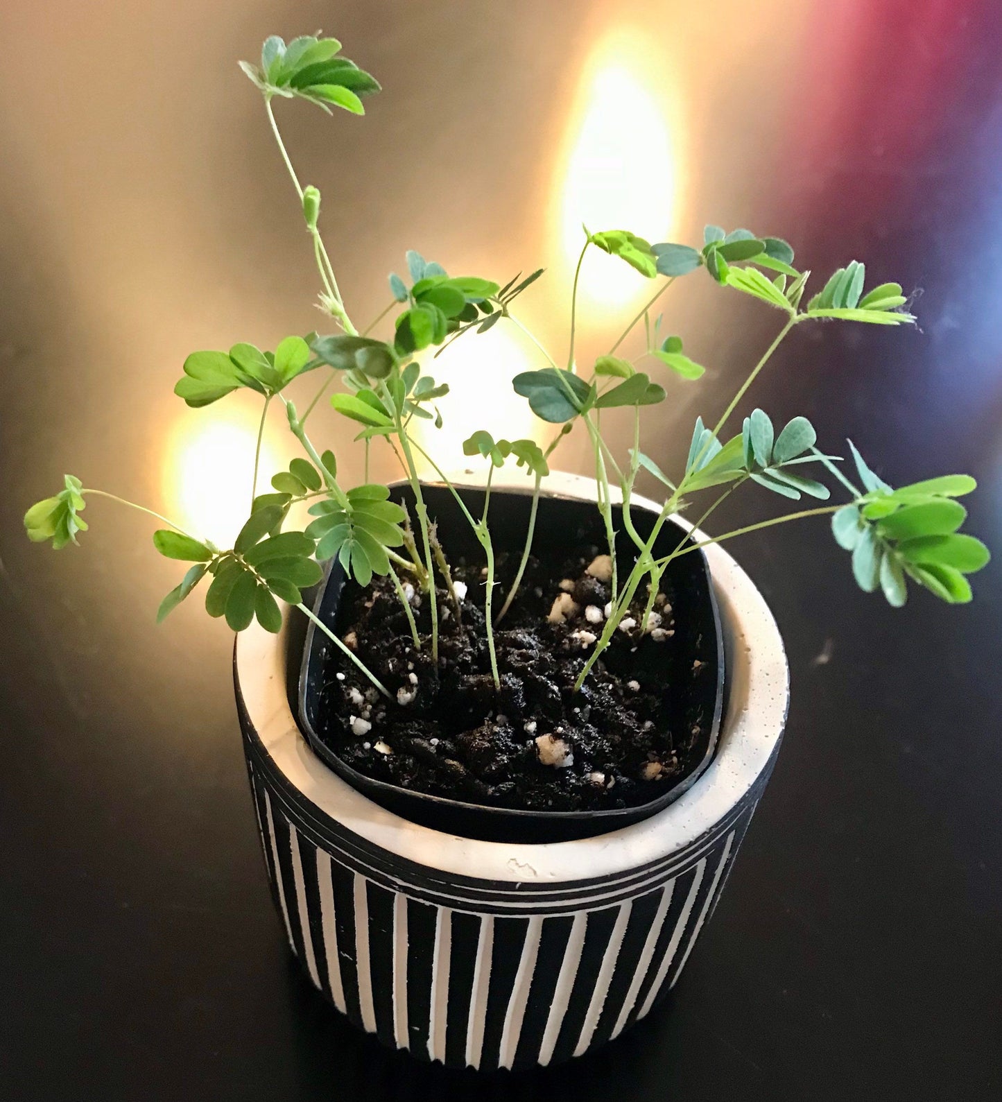 mimosa house plant RARE Mimosa Pudica Plant~Touch-Me-NOT Plant~Sleepy Plant~Sensitive Pla – Your Plant Bitch
