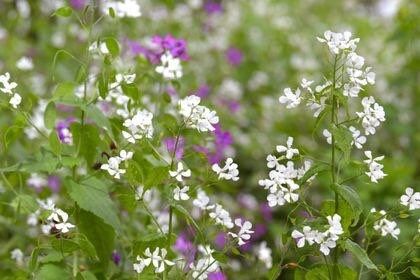 Money Plant Seeds ~ Lunaria Annua Violet ~ Grow Your Own ~ Spring Flowers ~ Instead of Flowers