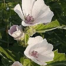 Althaea Officinalis Seeds ~ The Marsh Mallow ~ Marshmallow ~ Instead of Flowers