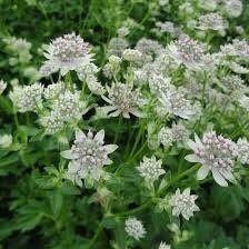 White Astrantia Major Seeds ~ 'Star of Billion' ~ The Great Masterwort ~ Garden ~ Grow Your Own ~ Spring Flowers ~ Instead of Flowers