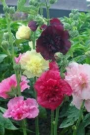 Summer Carnival Hollyhock Seeds ~ Flower ~ Seeds ~ Gifts ~ Grow Your Own ~ Spring Flowers ~ Instead of Flowers