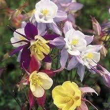 Giants and Harlequin Mix Columbine Seeds~ Flower ~ Perennial Flowers ~ Blooms ~ Grow Your Own ~ Spring Flowers ~ Instead of Flowers ~ Spring