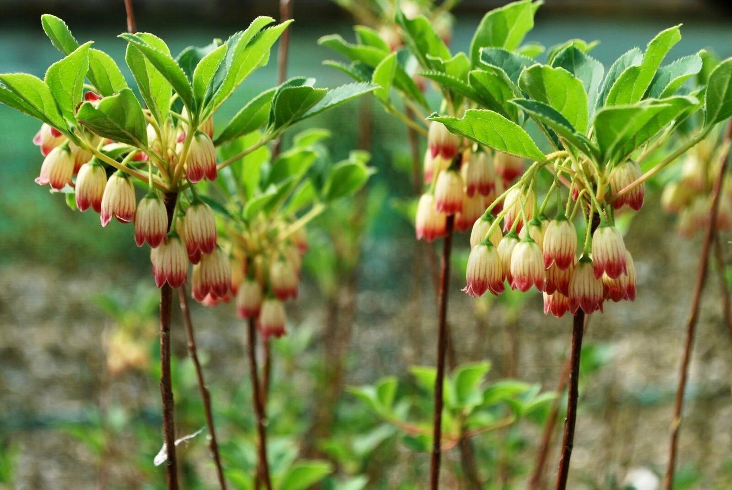 Japanese Furin Seeds ~ Tsutsuji Enkianthus Campanulatus ~ Bell ~ Grow Your Own ~ Spring ~ Houseplants ~ Gift Ideas ~ Beautiful Flowers