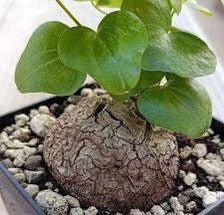 Rare Dioscorea Elephantipes Seeds ~ Elephant's Foot ~ Elephant’s Foot Vine ~ Hottentot Bread ~ Exotic ~ Cool Plants ~ Easy Care