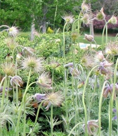 Purple Pasque Flower Anemone Seeds ~ Pulsatilla Vulgaris ~ Plants ~ Garden ~ Grow Your Own ~ Spring Flowers ~ Instead of Flowers ~ Presents