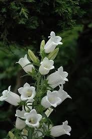 Mixed Canterbury Bells Seeds ~  Campanula Medium ~ Biennial Bloom ~ Spring Time