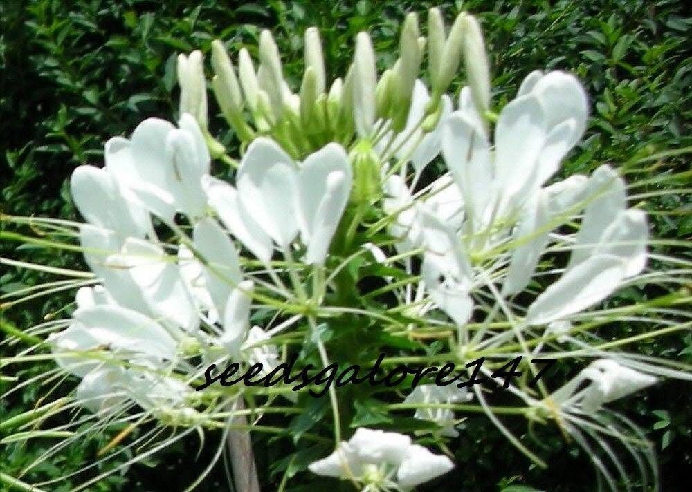 Giant White Queen Cleome Seeds