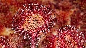 Drosera Rotundifolia Seeds ~ Roundleaf Sundew ~ Carnivorous Plants ~ Sundews ~