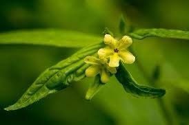 Lithospermum Latifolium Seeds ~ American Stoneseed ~ American Gromwell
